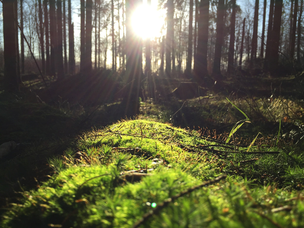 Rays of Hope for 2019